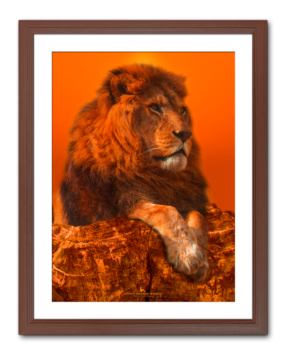 【額付アート写真/A3サイズ】TWILIGHT LION（黄昏るライオン） 1枚目の画像