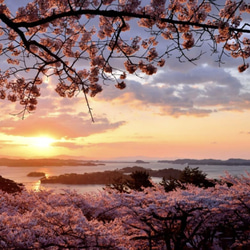 フラワーボール、ボールブーケ(松島の夕日) 6枚目の画像