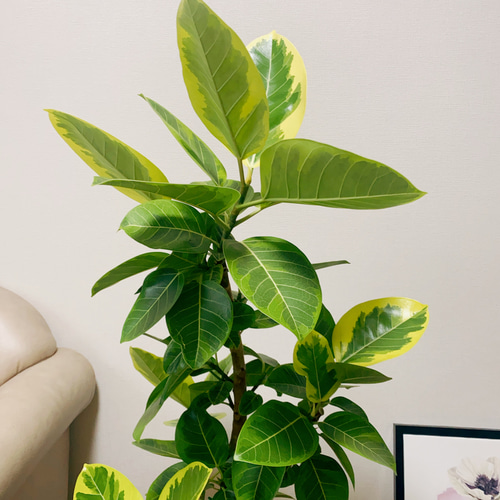 ［現品］16番　フィカス　アルテシマ　曲がり　8号　観葉植物　室内　大型　人気 現品］16番 大人気！ フィカスアルテシマ 8号 観葉植物 室内 大型