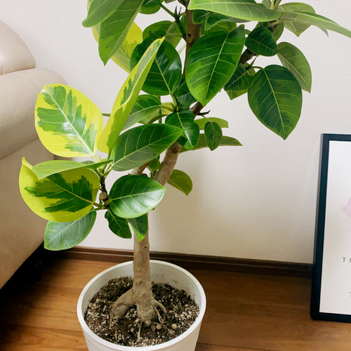 現品］95番 フィカス アルテシマ 曲がり 8号 観葉植物 室内 ゴムの木