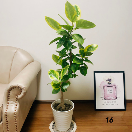 ☆フィカス アルテシマ♪ 8号 126cm ♪ フィカス・アルテシマ 8号の現品商品 | 観葉植物通販AONOKI