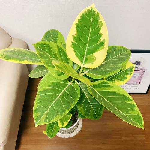 ［現品］13番　フィカス　アルテシマ　曲がり　8号　観葉植物　おしゃれ　ゴムの木 楽天市場】観葉植物 大型 ゴムの木 フィカス アルテシマ 幹