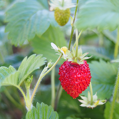 Wild Strawberry ワイルドストロベリー リブバングル オススメ】 | Wild Strawberry
