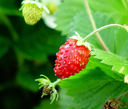 Wild Strawberry ワイルドストロベリー リブバングル ワイルドストロベリー Wild Strawberry BRACELET ブレスレット