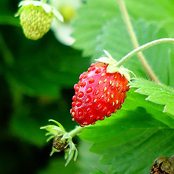 Wild Strawberry ワイルドストロベリー リブバングル Wild Strawberry ワイルドストロベリー リブバングル Wild