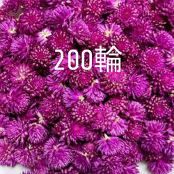 カワラハハコ　ドライフラワー ドライフラワー～カワラハハコ ドライフラワー hanahana 通販 14572835