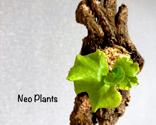 激レア】Platycerium 'ridleyi wild' コルク付［送料無料］① その他