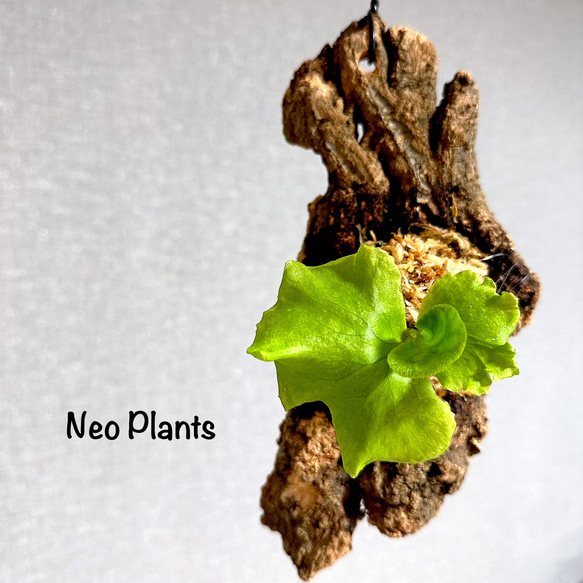 M*s様 P. Ridreyi wild コルク付き 激レア】Platycerium 'ridleyi wild' コルク付［送料無料］① その他