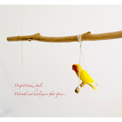 流木インテリア  シンプルな天然流木の小鳥の止まり木 吊り下げタイプ インコ 鳥 ブランコ 自然木 No.18 6枚目の画像