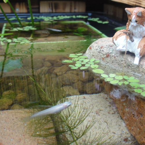 ビオトープ 40L トロ舟＆木枠セット メダカ＆金魚用 ハウス・小屋