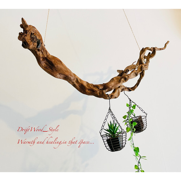 流木インテリア 芸術的な枝のうねりが美しい天然流木のハンガーラック 北欧 衣装掛け ハンギング 吊り下げ エアプラント 8枚目の画像