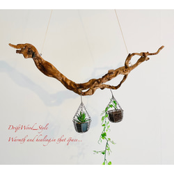 流木インテリア 芸術的な枝のうねりが美しい天然流木のハンガーラック 北欧 衣装掛け ハンギング 吊り下げ エアプラント 5枚目の画像
