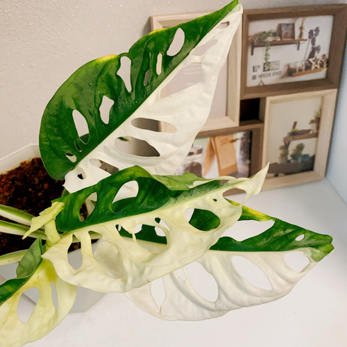 現品］【希少】※売約済※ マドカズラ 斑入り 観葉植物 レア かわいい 