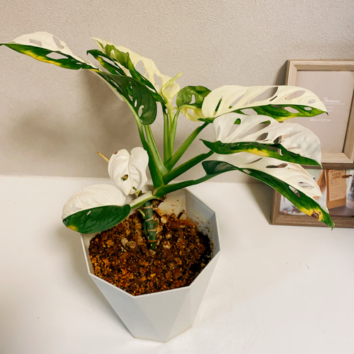 モンステラ 斑入り 売約済