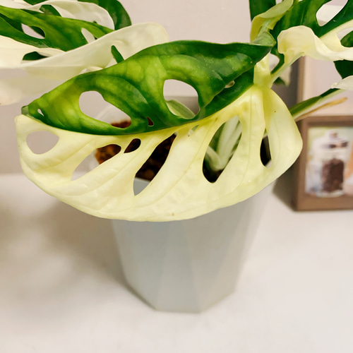 モンステラ 斑入り 売約済