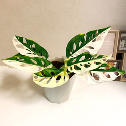 現品］【希少】※売約済※ マドカズラ 斑入り 観葉植物 レア かわいい 