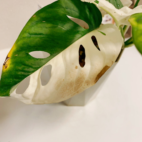 現品］【希少】※売約済※ マドカズラ 斑入り 観葉植物 レア かわいい 