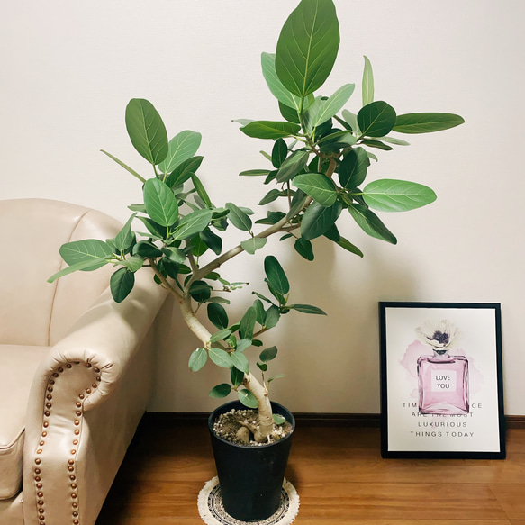 ［現品］※売約済※ S フィカス　ベンガレンシス　曲がり　8号　観葉植物　室内 現品］33番 フィカス ベンガレンシス 曲がり 8号 観葉植物 室内
