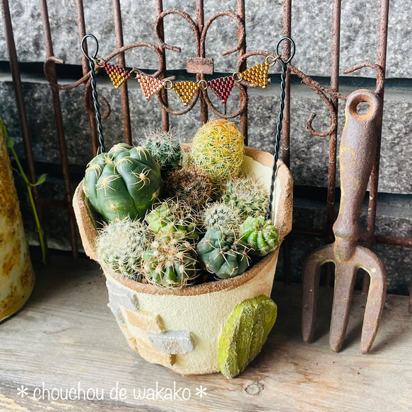 多肉植物　寄せ植え　（男前バージョン） 多肉植物 寄せ植え （男前バージョン） 【公式通販】