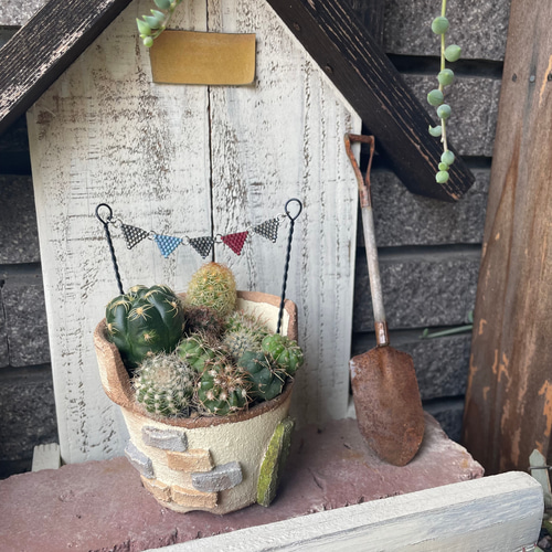 叢 多肉植物 アートピース 作家 作元朋子 激レア 希少 珍品 サボテン