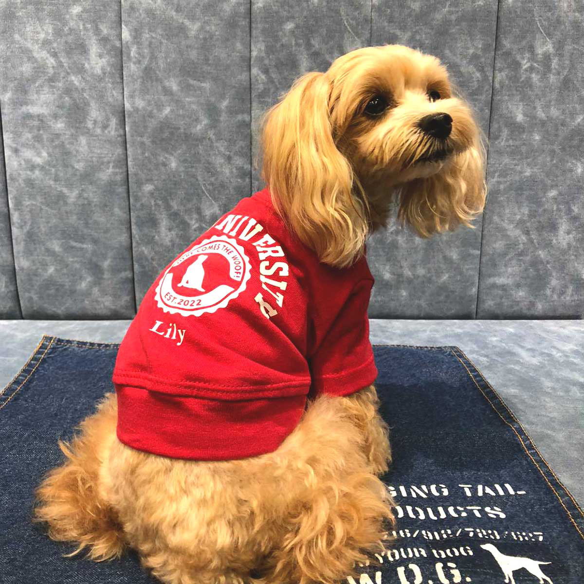 犬服　ハンドメイド（オーダー受付中）