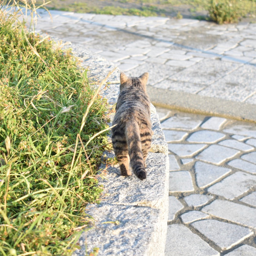 オーダーメイド】あなたの猫さんお作りします 羊毛フェルト 手