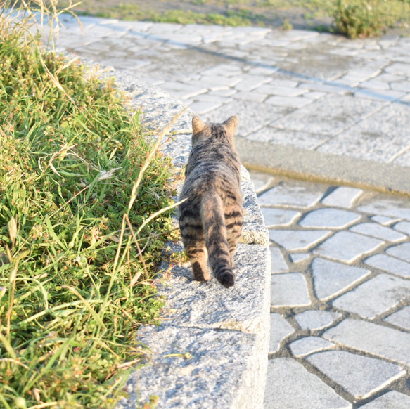 【オーダーメイド】あなたの猫さんお作りします　羊毛フェルト　手乗り猫　受注生産　猫　 7枚目の画像