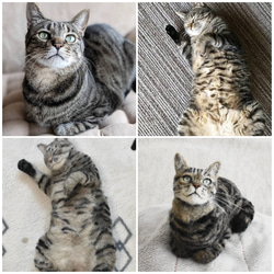 オーダーメイド】あなたの猫さんお作りします 羊毛フェルト 受注