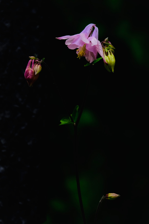 夕刻に咲く美しきクレマチス 1枚目の画像