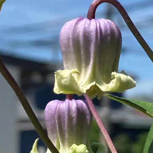 ヴィオルナ系壺型クレマチス10粒 多肉植物 植花夢 通販 18313467