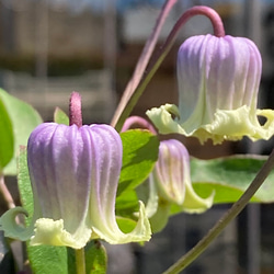 ヴィオルナ系壺型クレマチス10粒 多肉植物 植花夢 通販 16418893