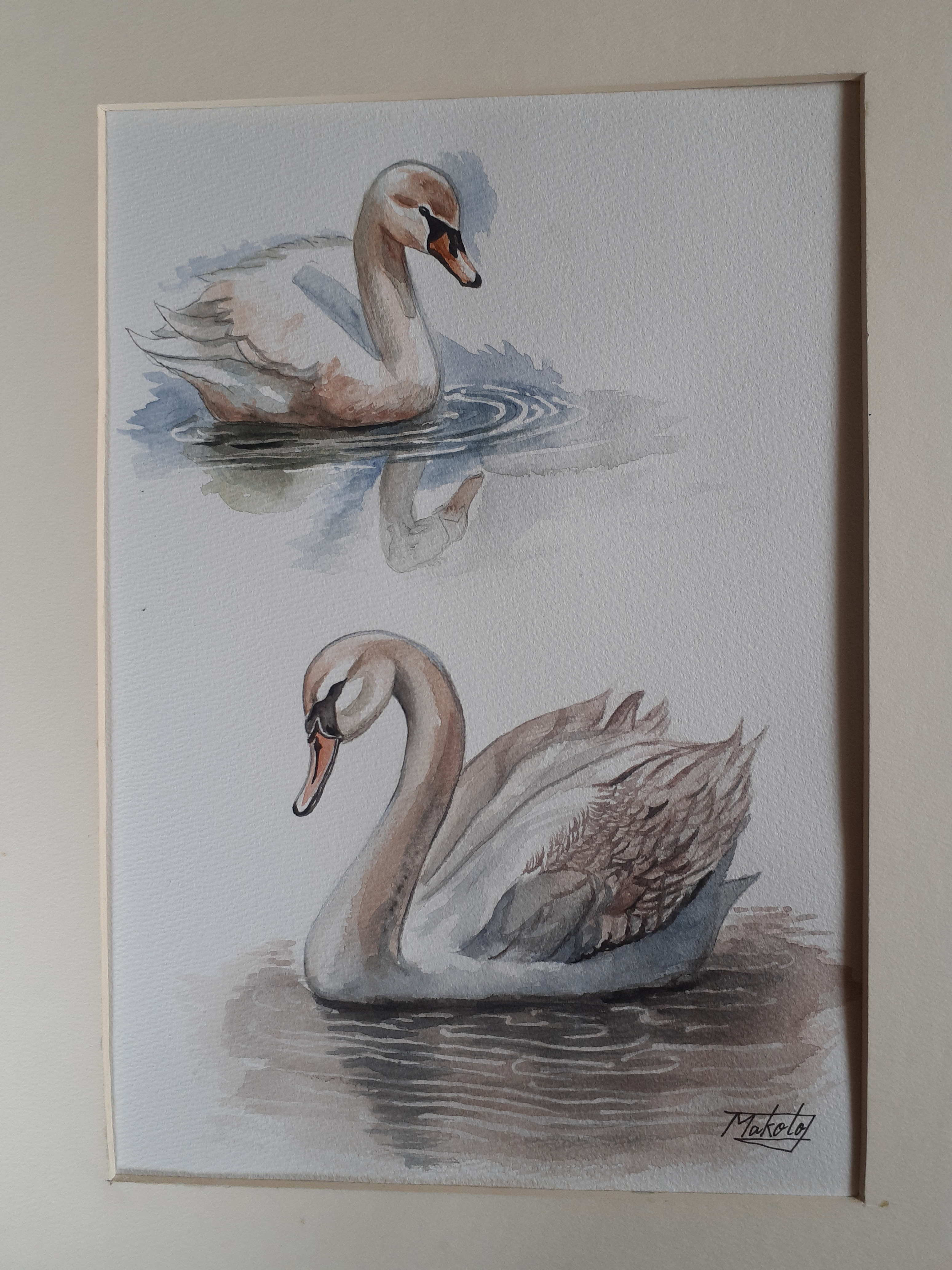 ハマチ, はまち子、水彩, 描かれた, 魚 ハマチ, はまち子、水彩, 描かれた, 魚