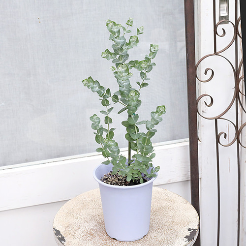 スモークツリーとユーカリ アルビダ苗木2種セット 綺麗な紅葉とシルバーリーフ スモークツリーとユーカリ アルビダ苗木2種セット 紅葉と