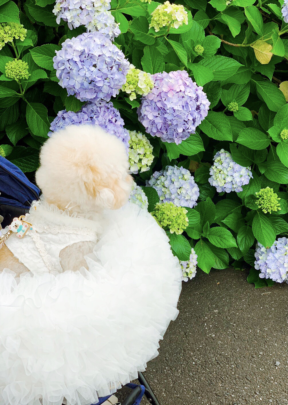 写真映え！8カラー・tutuあごのせクッションカバー・ペットカート・ペットバギー・カーボックス・キャリーにも