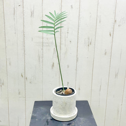 Dioon spinulosum ディオーン・スピヌロスム 鉢・受皿付 その他