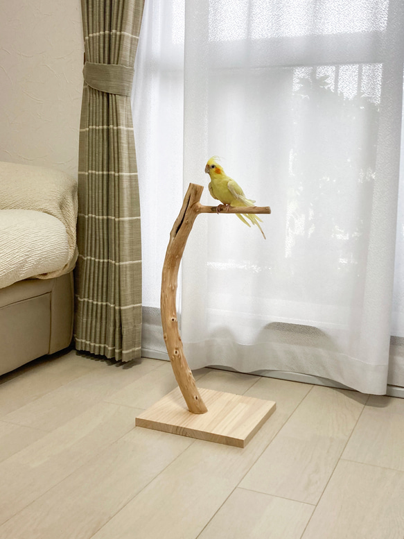 【流木の止まり木】高さ約53cm！鳥 インコ くぼみがポイント、おしゃれな止まり木 2枚目の画像