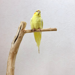 【流木の止まり木】高さ約53cm！鳥 インコ くぼみがポイント、おしゃれな止まり木 4枚目の画像