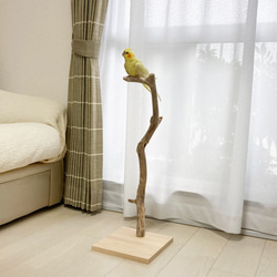 【流木の止まり木】高さ67cm！鳥 インコ スリムでちょっとしたスペースに置ける止まり木 9枚目の画像