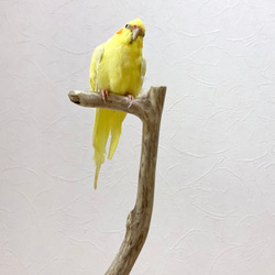 【流木の止まり木】高さ67cm！鳥 インコ スリムでちょっとしたスペースに置ける止まり木 3枚目の画像