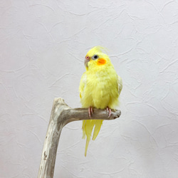 【流木の止まり木】高さ67cm！鳥 インコ スリムでちょっとしたスペースに置ける止まり木 2枚目の画像