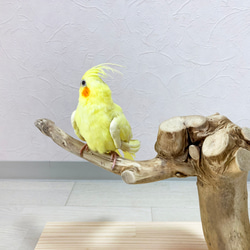 【流木の止まり木】鳥 インコ 美しいオブジェのような止まり木！円座あり！ 2枚目の画像