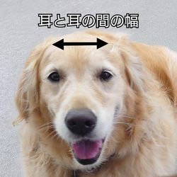 《ハロウィン》犬の帽子☆魔女の帽子 6枚目の画像