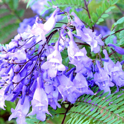 ●限定1●　世界三大花木の一つ　紫雲木　”矮性ジャカランダ　ブルーブロッサムビューイング（L）鉢カバーセット”　観葉植物 9枚目の画像