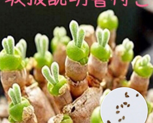 2e9bb0b3e3f651ceaf850636ab63e9