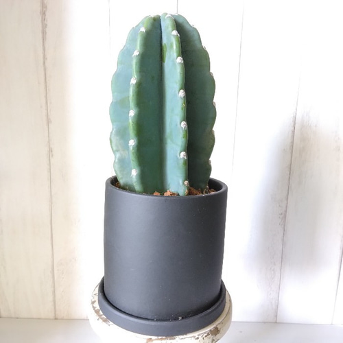 柱サボテン 鬼面角 ②