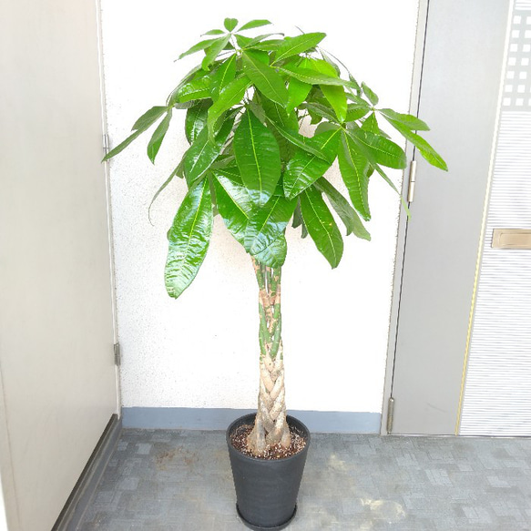 現品】パキラねじり 大型サイズ 観葉植物 高級セラアート黒鉢受皿付 高