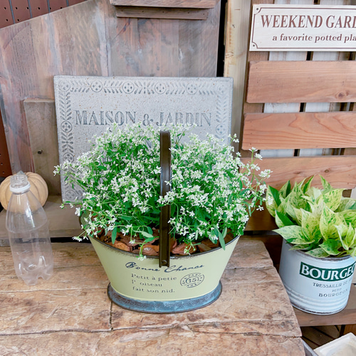 現品！取っ手つきブリキ鉢♡【ユーフォルビア寄せ植え】長く咲き続ける