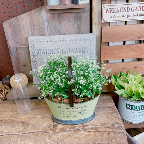 現品！取っ手つきブリキ鉢♡【ユーフォルビア寄せ植え】長く咲き続ける