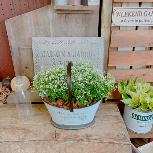 取っ手つきブリキ鉢♡【ユーフォルビア寄せ植え】長く咲き続ける