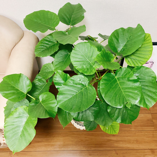 現品］ボリューム満点！ E フィカスウンベラータ 8号 観葉植物 室内